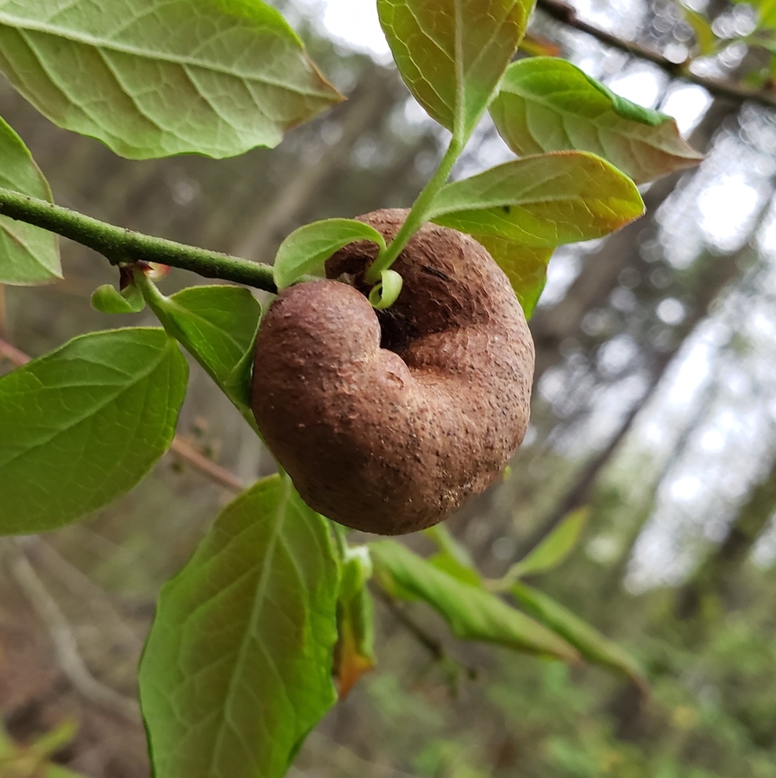Hemadas nubilipennis This is a picture of a  Hemadas nubilipennis on the South Tract of the Patuxent Research Refuge near Laurel, Maryland. Blueberry Stem Gall Wasp,Geotagged,Hemadas nubilipennis,Spring,United States