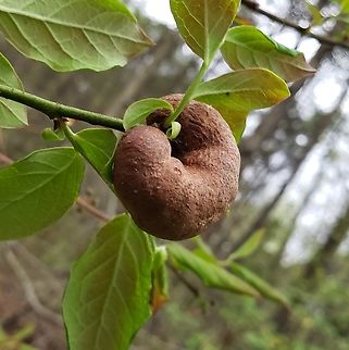 Hemadas nubilipennis This is a picture of a  Hemadas nubilipennis on the South Tract of the Patuxent Research Refuge near Laurel, Maryland. Blueberry Stem Gall Wasp,Geotagged,Hemadas nubilipennis,Spring,United States