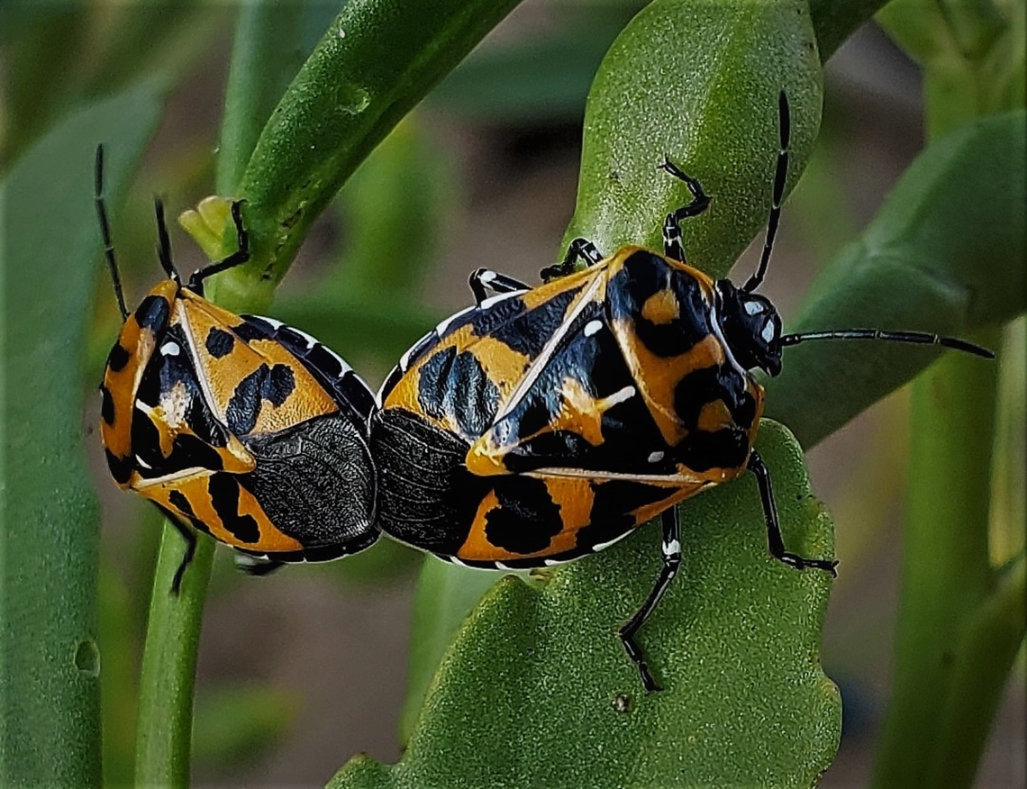 Murgantia histrionica This is a picture of Murgantia histrionica at Fort Smallwood Park in Pasadena, Maryland. Geotagged,Harlequin cabbage bug,Murgantia histrionica,Summer,United States