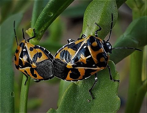 Murgantia histrionica This is a picture of Murgantia histrionica at Fort Smallwood Park in Pasadena, Maryland. Geotagged,Harlequin cabbage bug,Murgantia histrionica,Summer,United States