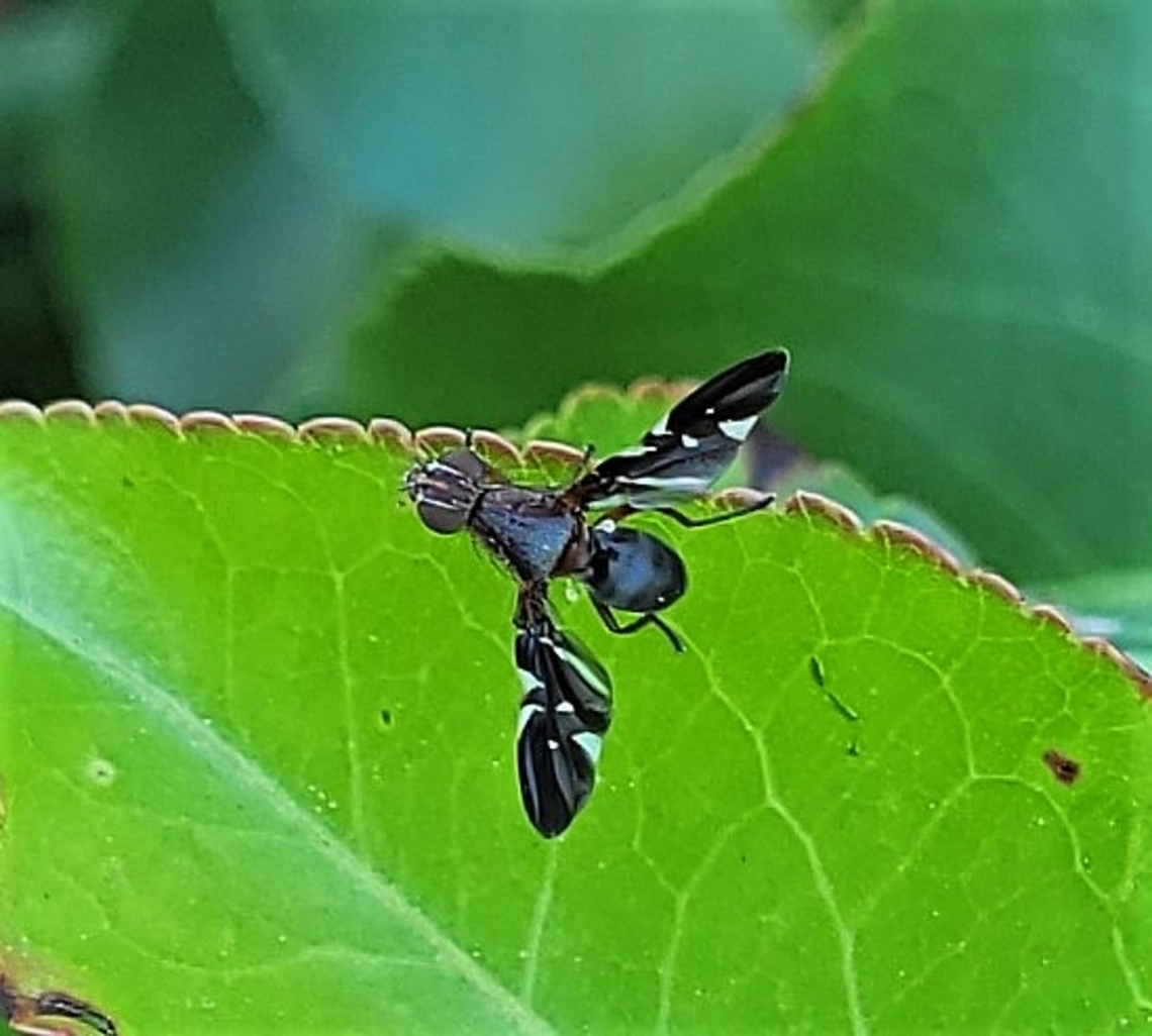 Delphinia picta This is a picture of a Delphinia picta at Fort Smallwood Park in Pasadena, Maryland. Delphinia picta,Geotagged,Spring,United States