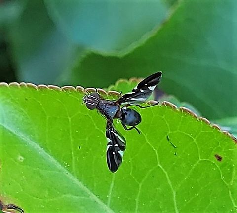 Delphinia picta This is a picture of a Delphinia picta at Fort Smallwood Park in Pasadena, Maryland. Delphinia picta,Geotagged,Spring,United States