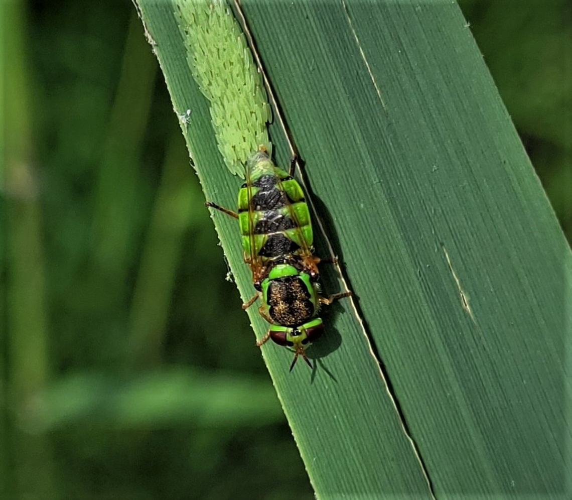Odontomyia cincta This is a picture of Odontomyia cincta at Terrapin Nature Park on Kent Island in Queen Anne&#039;s County, Maryland. Geotagged,Odontomyia cincta,Spring,United States