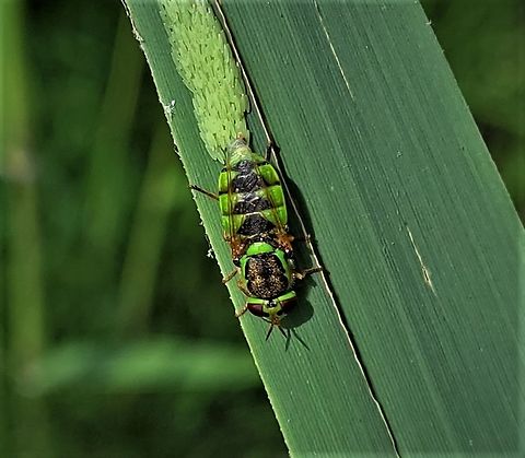 Odontomyia cincta This is a picture of Odontomyia cincta at Terrapin Nature Park on Kent Island in Queen Anne's County, Maryland. Geotagged,Odontomyia cincta,Spring,United States