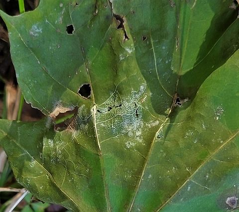 Sawadaea tulasnei This is a picture of Sawadaea tulasnei on a Norway Maple at the Orange Grove Area of Patapsco Valley State Park in Howard County, Maryland. Fall,Geotagged,Sawadaea tulasnei,United States