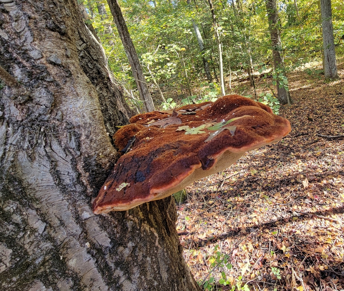 Inonotus hispidus This is a picture of Inonotus hispidus at South River Farms Park in Edgewater, Maryland. Fall,Geotagged,Inonotus hispidus,United States