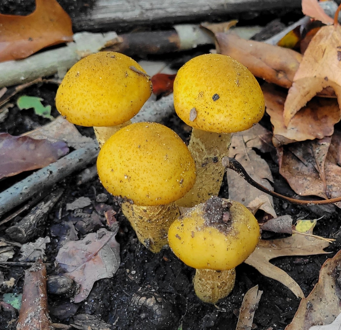 armillaria mellea This is a picture of armillaria mellea at South River Farms Park in Edgewater, Maryland. Armillaria mellea,Fall,Geotagged,Honey fungus,United States