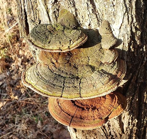 Phellinus robiniae This is a picture of Phellinus robiniae on a black locust on the North Tract of the Patuxent Research Refuge near Fort Meade, Maryland. Cracked Cap Polypore,Geotagged,Phellinus robiniae,United States,Winter