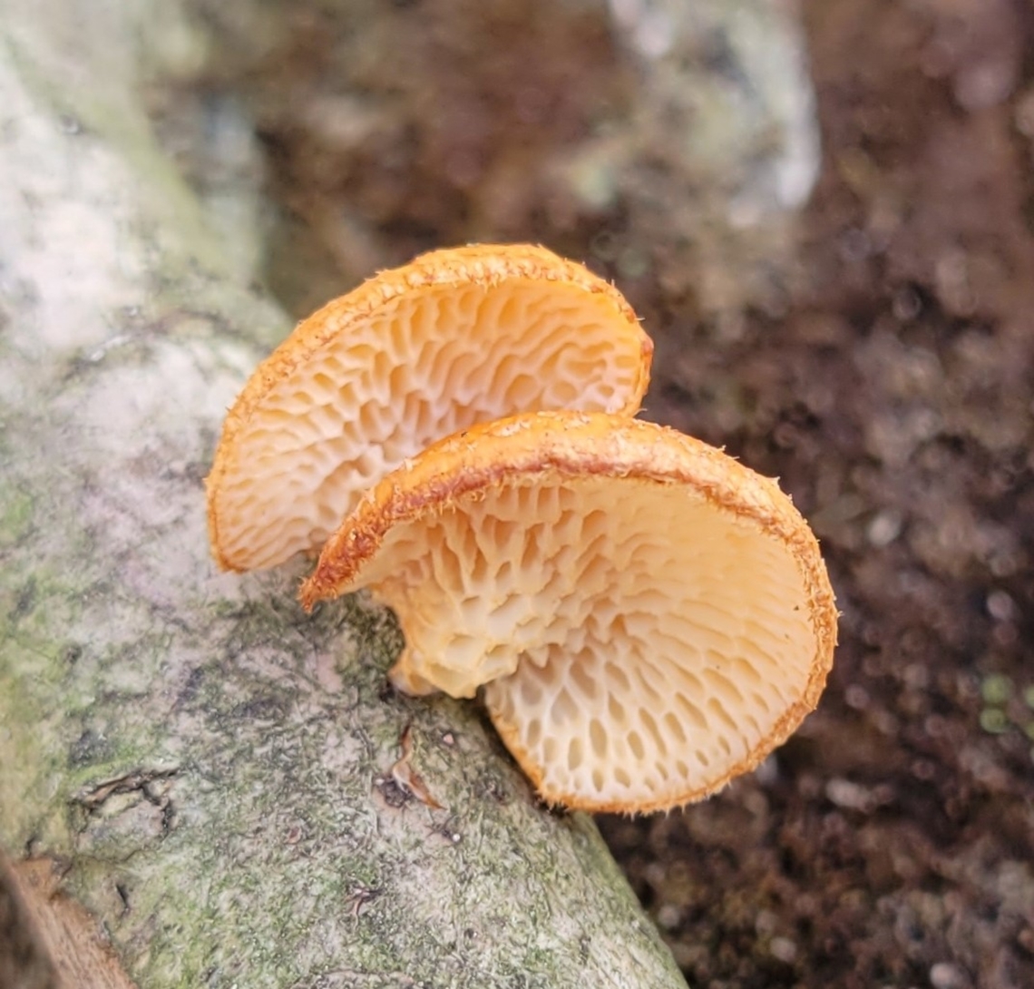 Polyporus alveolaris This is a picture of Polyporus alveolaris on the North Tract of the Patuxent Research Refuge near Fort Meade, Maryland.<br />
 Geotagged,Hexagonal-pored polypore,Neofavolus alveolaris,United States,Winter