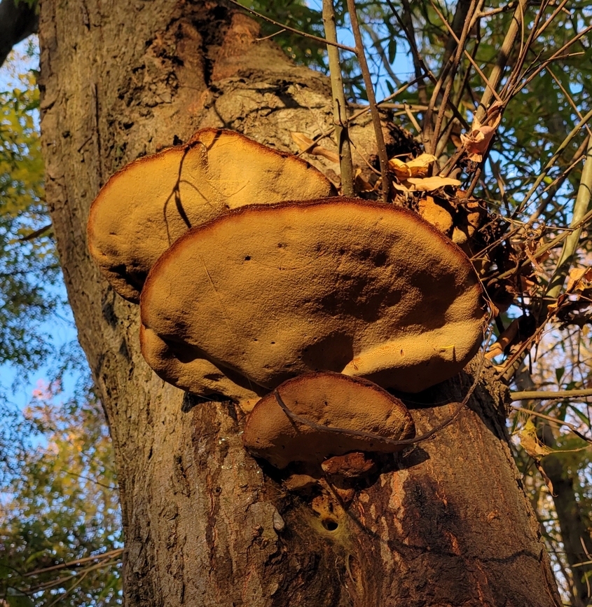 Inonotus hispidus This is a picture of Inonotus hispidus at North Point State Park in Edgemere, Maryland.<br />
 Fall,Geotagged,Inonotus hispidus,Shaggy Bracket,United States