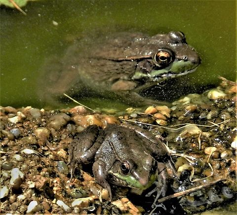 Green Frog This is a picture of Lithobates clamitans on the North Tract of the Patuxent Research Refuge near Fort Meade, Maryland. Geotagged,Green frog,Lithobates clamitans,Spring,United States