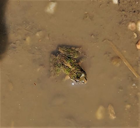Acris crepitans This is a picture of Acris crepitans on the North Tract of the Patuxent Research Refuge near Fort Meade, Maryland. Acris crepitans,Geotagged,Northern cricket frog,Spring,United States