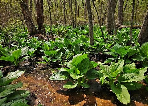 Symplocarpus foetidus This is a picture of Symplocarpus foetidus on the North Tract of the Patuxent Research Refuge near Fort Meade, Maryland. Eastern skunk cabbage,Geotagged,Spring,Symplocarpus foetidus,United States