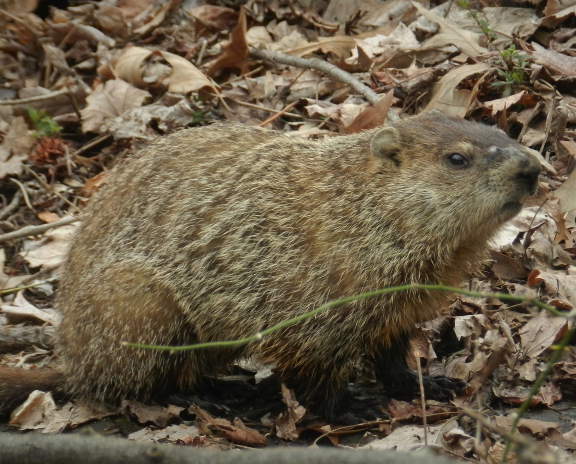 Groundhog This is a picture of a groundhog at North Point State Park in Edgemere, Maryland. Geotagged,Groundhog,Marmota monax,United States,Winter