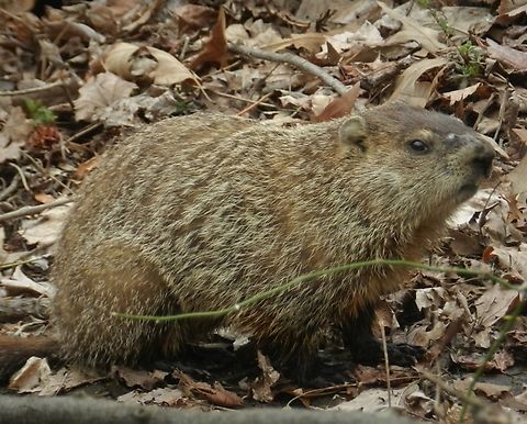 Groundhog This is a picture of a groundhog at North Point State Park in Edgemere, Maryland. Geotagged,Groundhog,Marmota monax,United States,Winter
