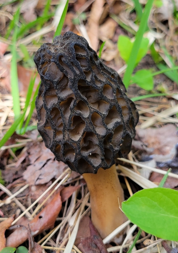 Black Morel This is a picture of a Morchella angusticeps on the North Tract of the Patuxent Research Refuge near Fort Meade, Maryland. Geotagged,Morchella angusticeps,Spring,United States