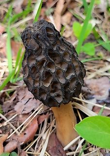 Black Morel This is a picture of a Morchella angusticeps on the North Tract of the Patuxent Research Refuge near Fort Meade, Maryland. Geotagged,Morchella angusticeps,Spring,United States