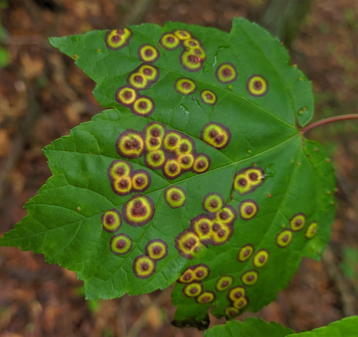 Acericecis ocellaris This is a picture of  Acericecis ocellaris on the North Tract of the Patuxent Research Refuge near Fort Meade, Maryland. Acericecis ocellaris,Geotagged,Spring,United States