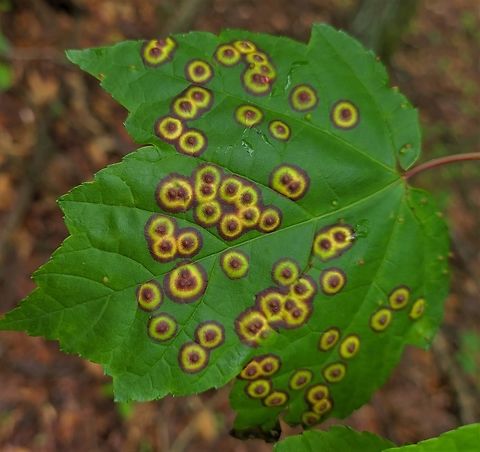 Acericecis ocellaris This is a picture of  Acericecis ocellaris on the North Tract of the Patuxent Research Refuge near Fort Meade, Maryland. Acericecis ocellaris,Geotagged,Spring,United States