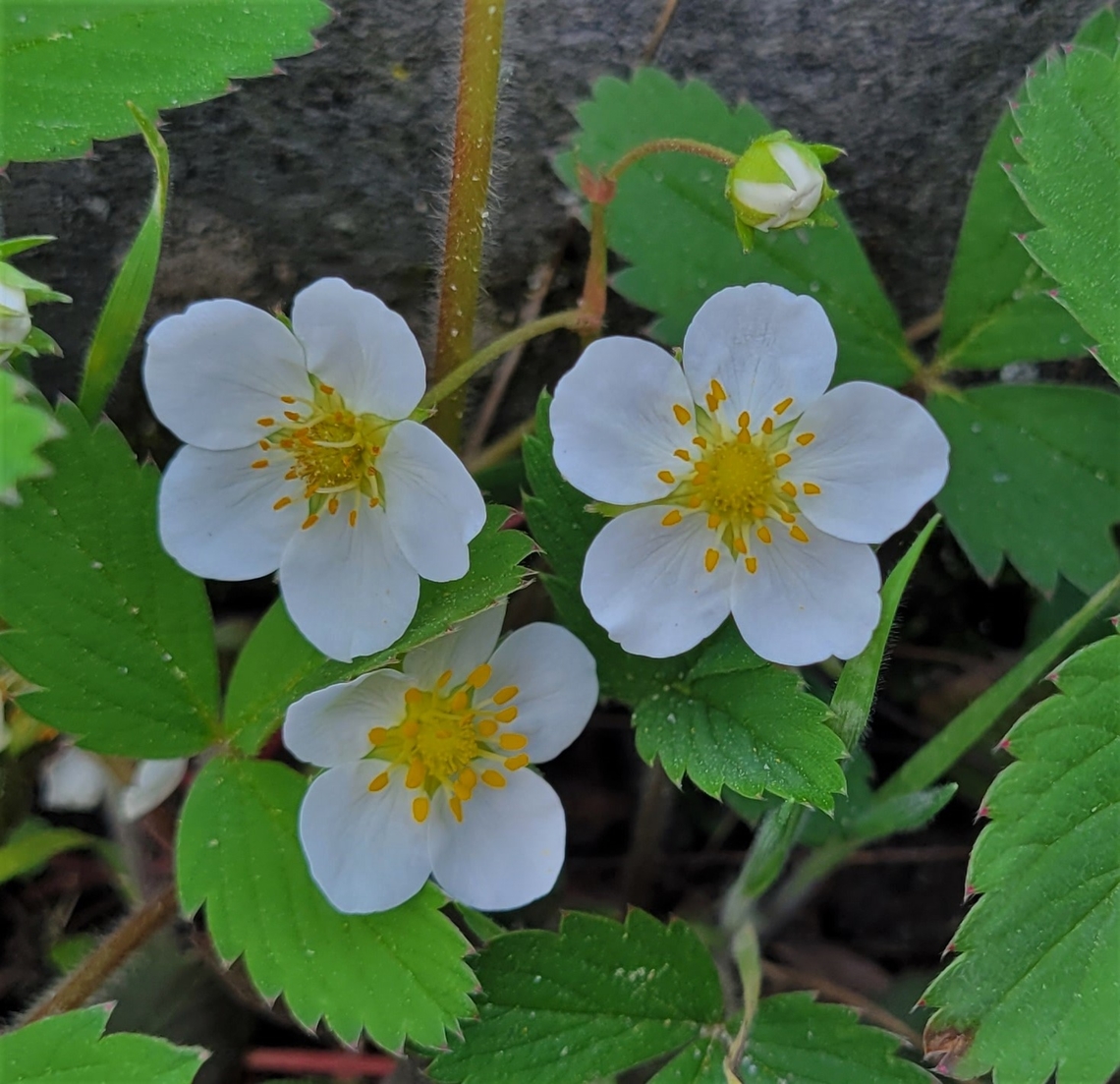 Virginia Strawberry This is a picture of Virginia Strawberry on the South Tract of the Patuxent Research Refuge near Laurel, Maryland. Fragaria virginiana,Geotagged,Spring,United States,Virginia strawberry