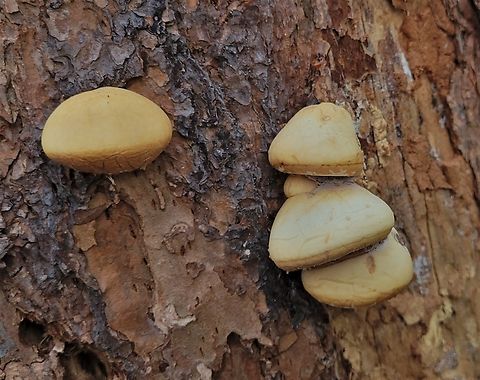 Cryptoporus volvatus This is a picture of Cryptoporus volvatus on the South Tract of the Patuxent Research Refuge near Laurel, Maryland. Cryptoporus volvatus,Geotagged,Spring,United States