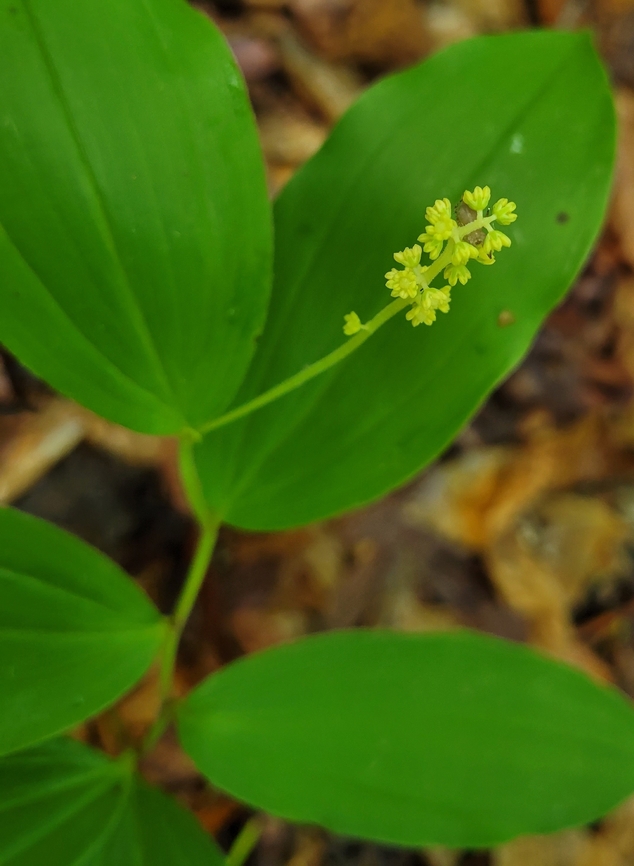 Maianthemum racemosum This is a picture of Maianthemum racemosum on the North Tract of the Patuxent Research Refuge near Fort Meade, Maryland. Feathery false lily of the valley,Geotagged,Maianthemum racemosum,Spring,United States
