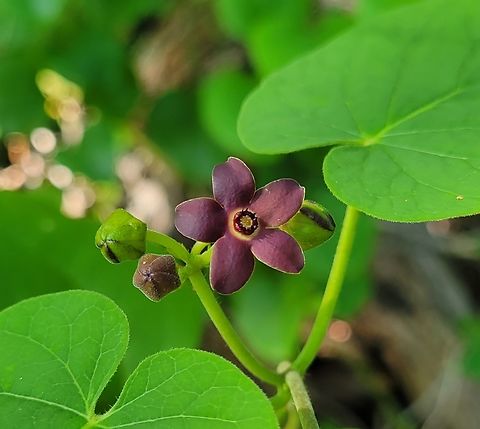 Matelea carolinensis This is a picture of Matelea carolinensis at the Smithsonian Environmental Research Center in Edgewater, Maryland. Geotagged,Maroon Carolina Milkvine,Matelea carolinensis,Spring,United States