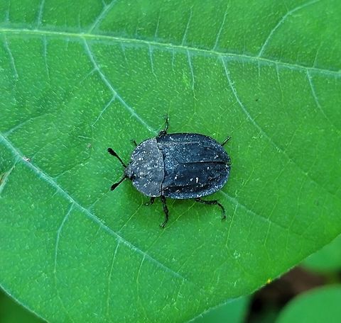 Ridged Carrion Beetle