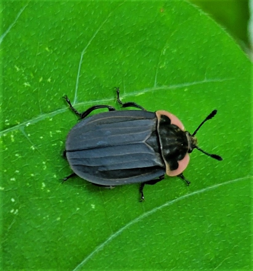 Oiceoptoma noveboracense This is a picture of Oiceoptoma noveboracense at Patapsco Valley State Park in Catonsville, Maryland. Geotagged,Margined Carrion Beetle,Oiceoptoma noveboracense,Spring,United States