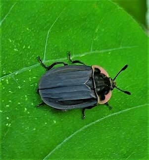 Oiceoptoma noveboracense This is a picture of Oiceoptoma noveboracense at Patapsco Valley State Park in Catonsville, Maryland. Geotagged,Margined Carrion Beetle,Oiceoptoma noveboracense,Spring,United States