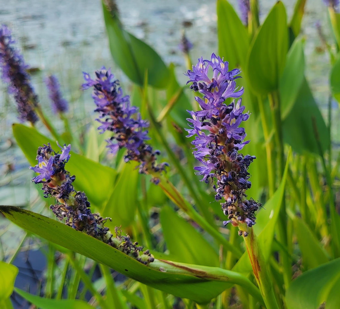 Pickerelweed At Cash Lake This is a picture of Pontederia cordata on the South Tract of the Patuxent Research Refuge near Laurel, Maryland. Geotagged,Pickerelweed,Pontederia cordata,Spring,United States