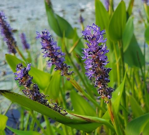 Pickerelweed At Cash Lake This is a picture of Pontederia cordata on the South Tract of the Patuxent Research Refuge near Laurel, Maryland. Geotagged,Pickerelweed,Pontederia cordata,Spring,United States