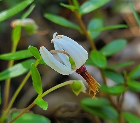 American Cranberry Flower This is a picture of an American Cranberry on the North Tract of the Patuxent Research Refuge near Fort Meade, Maryland. American Cranberry,Geotagged,Spring,United States,Vaccinium macrocarpon