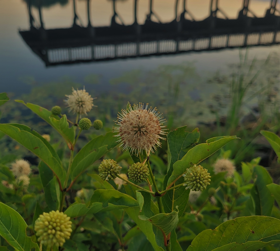 ButtonBush At South Tract This is a picture of a Buttonbush on the South Tract of the Patuxent Research Refuge near Laurel, Maryland. Buttonbush,Cephalanthus occidentalis,Geotagged,Summer,United States