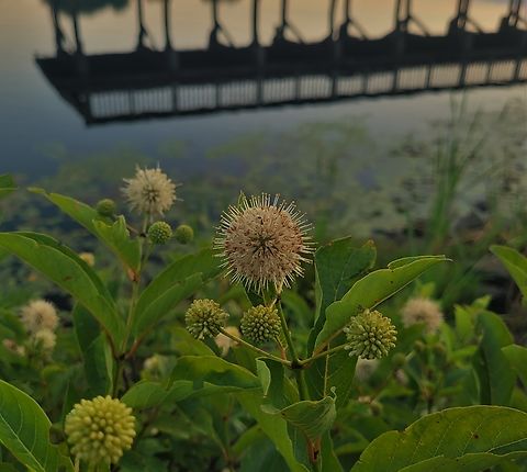 ButtonBush At South Tract This is a picture of a Buttonbush on the South Tract of the Patuxent Research Refuge near Laurel, Maryland. Buttonbush,Cephalanthus occidentalis,Geotagged,Summer,United States