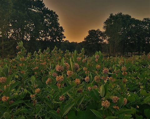 Common Milkweed This is a picture of Common Milkweed on the South Tract of the Patuxent Research Refuge near Laurel, Maryland. Asclepias syriaca,Common Milkweed,Geotagged,Summer,United States