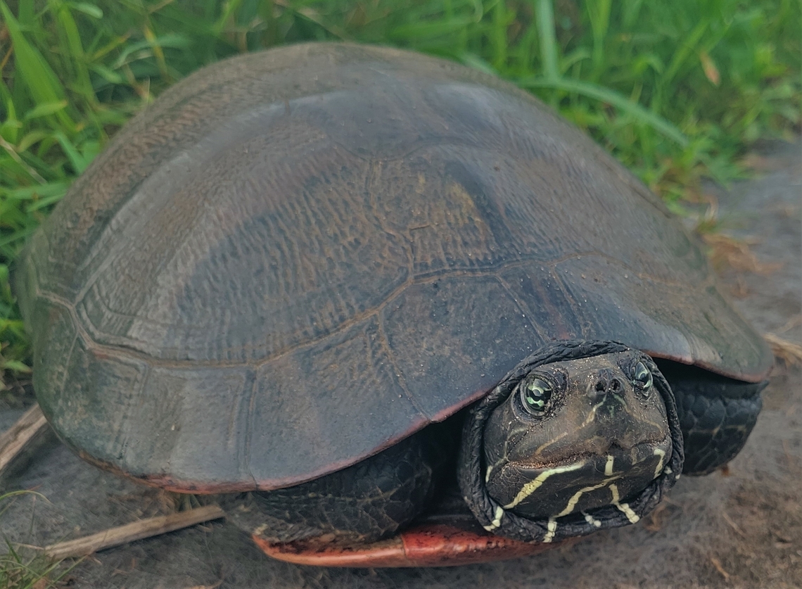 Red Bellied Turtle This is a picture of a Pseudemys rubriventris on the South Tract of the Patuxent Research Refuge near Laurel, Maryland. Geotagged,Northern red-bellied cooter,Pseudemys rubriventris,Summer,United States