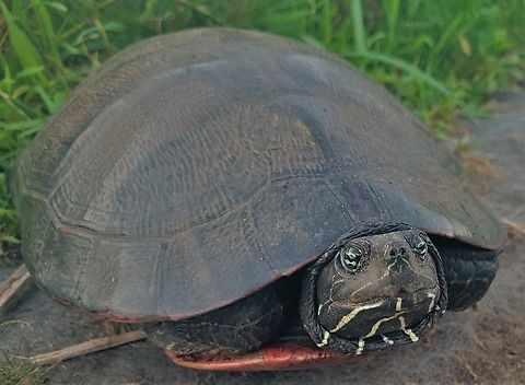 Red Bellied Turtle This is a picture of a Pseudemys rubriventris on the South Tract of the Patuxent Research Refuge near Laurel, Maryland. Geotagged,Northern red-bellied cooter,Pseudemys rubriventris,Summer,United States