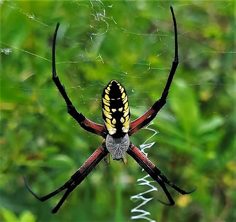 Argiope aurantia This is a picture of a Argiope aurantia on the North Tract of the Patuxent Research Refuge near Fort Meade, Maryland. Argiope aurantia,Geotagged,Summer,United States,Yellow Garden Spider