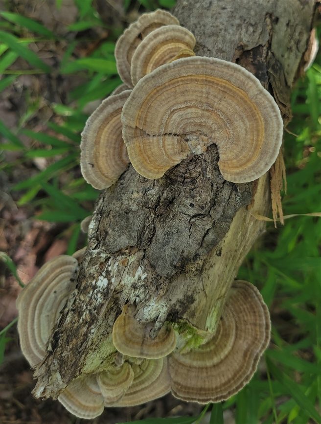 Gilled Polypore This is a picture of a Gilled Polypore on the North Tract of the Patuxent Research Refuge near Fort Meade, Maryland. Geotagged,Gilled polypore,Lenzites betulina,Summer,United States