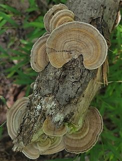 Gilled Polypore This is a picture of a Gilled Polypore on the North Tract of the Patuxent Research Refuge near Fort Meade, Maryland. Geotagged,Gilled polypore,Lenzites betulina,Summer,United States