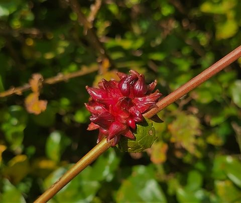 Ampelomyia vitiscoryloides This is a picture of a Ampelomyia vitiscoryloides on the North Tract of the Patuxent Research Refuge near Fort Meade, Maryland. Ampelomyia vitiscoryloides,Geotagged,Grape Filbert Gall,Summer,United States