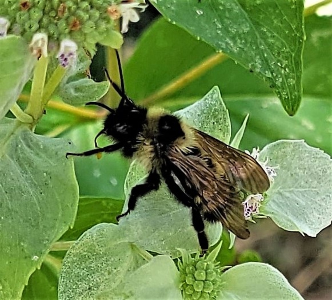 Bombus citrinus This is a picture of a Bombus citrinus on the South Tract of the Patuxent Research Refuge near Laurel, Maryland. Bombus citrinus,Geotagged,Summer,United States