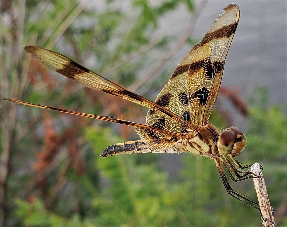 Halloween Pennant This is a picture of a Halloween Pennant at Fort Smallwood Park in Pasadena, Maryland. Celithemis eponina,Geotagged,Halloween Pennant,Summer,United States