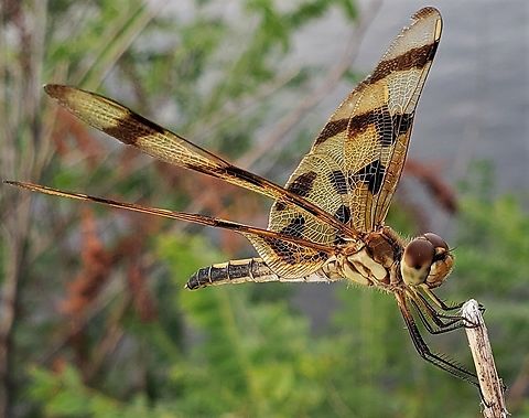 Halloween Pennant This is a picture of a Halloween Pennant at Fort Smallwood Park in Pasadena, Maryland. Celithemis eponina,Geotagged,Halloween Pennant,Summer,United States