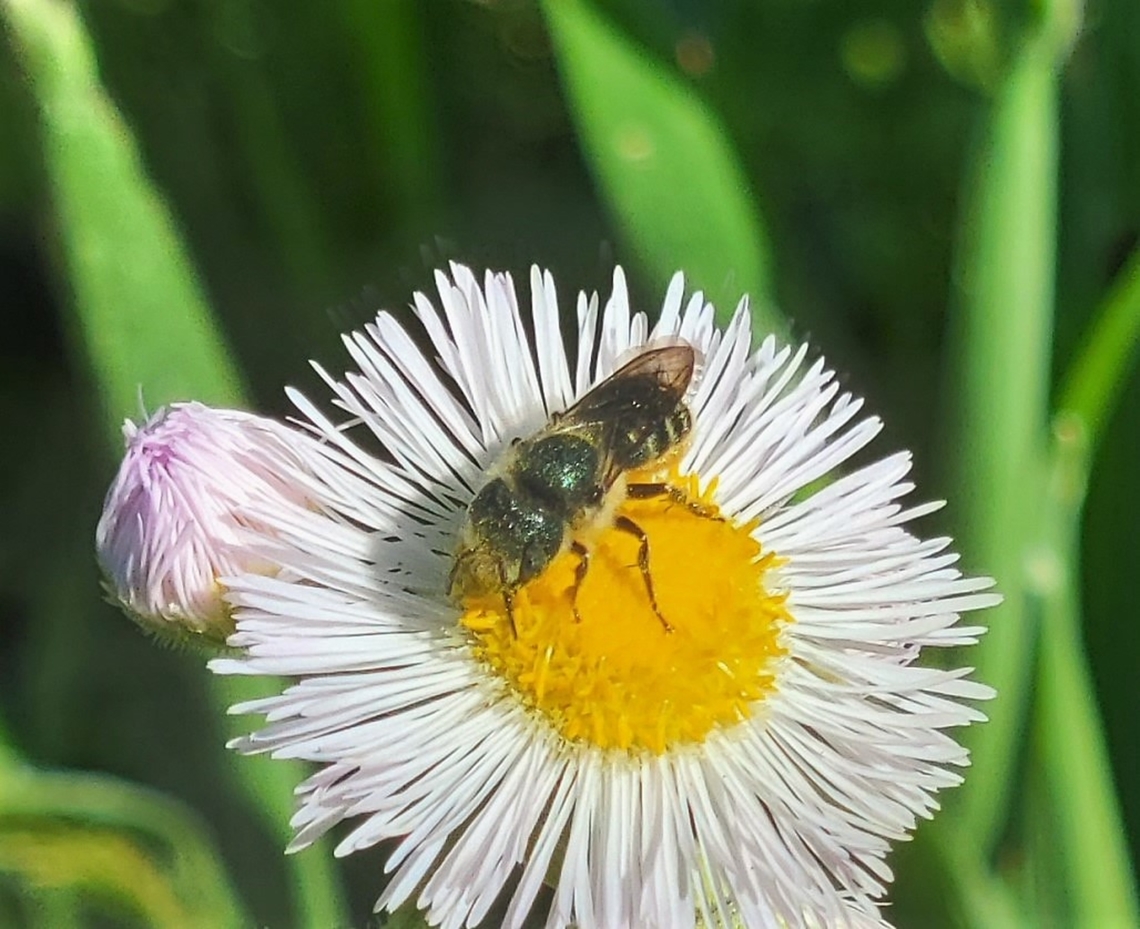 Osmia georgica This is a picture of a Osmia georgica on the North Tract of the Patuxent Research Refuge near Fort Meade, Maryland. Geotagged,Osmia georgica,Spring,United States