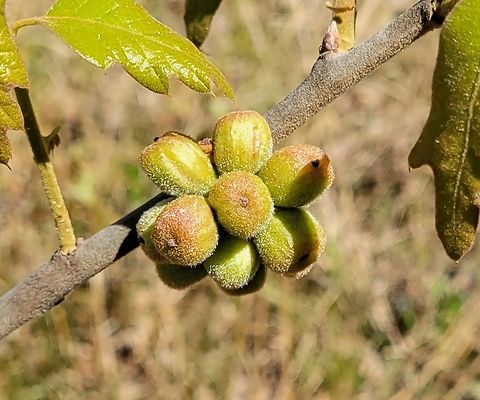 Andricus quercusformosus This is a picture of Andricus quercusformosus on the North Tract of the Patuxent Research Refuge near Fort Meade, Maryland. Andricus quercusformosus,Geotagged,Spring,United States