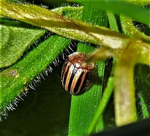 Agroiconota bivittata This is a picture of a Agroiconota bivittata at Alpha Ridge Park in Howard County, Maryland.
 Agroiconota bivittata,Geotagged,Spring,United States