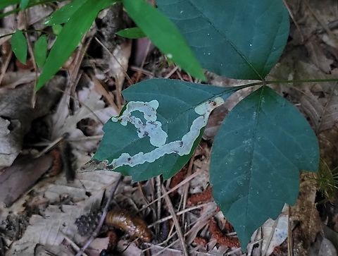 Cameraria guttifinitella This is a picture of Cameraria guttifinitella on the South Tract of the Patuxent Research Refuge near Laurel, Maryland. Cameraria guttifinitella,Geotagged,Poison Ivy Leaf-miner Moth,Summer,United States