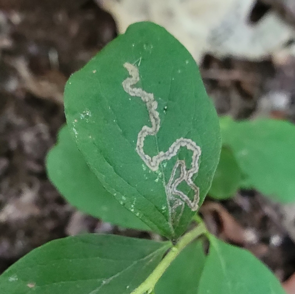 Stigmella corylifoliella This is a picture of Stigmella corylifoliella on the South Tract of the Patuxent Research Refuge near Laurel, Maryland. Geotagged,Stigmella corylifoliella,Summer,United States